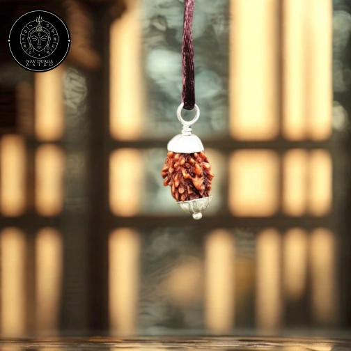 7 Mukhi Rudraksha - Nepal