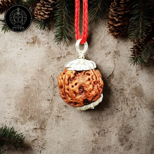 8 Faced Rudraksha - Nepal