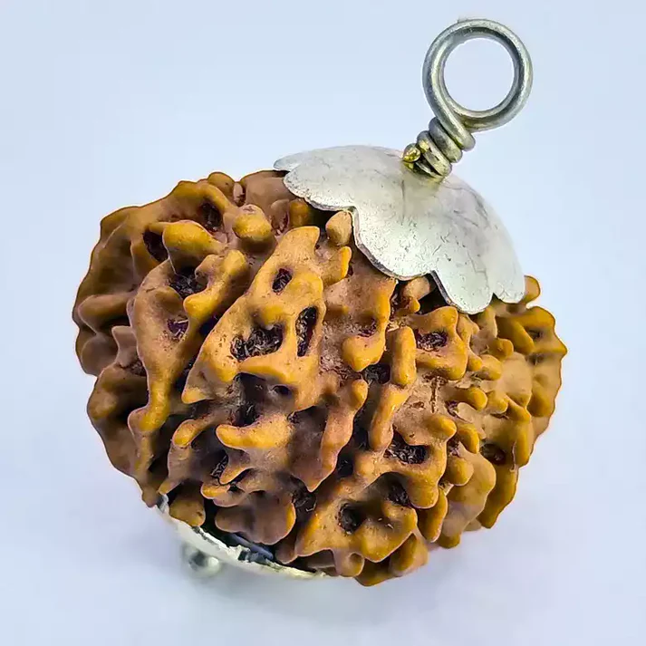 12 Faced Rudraksha - Nepal