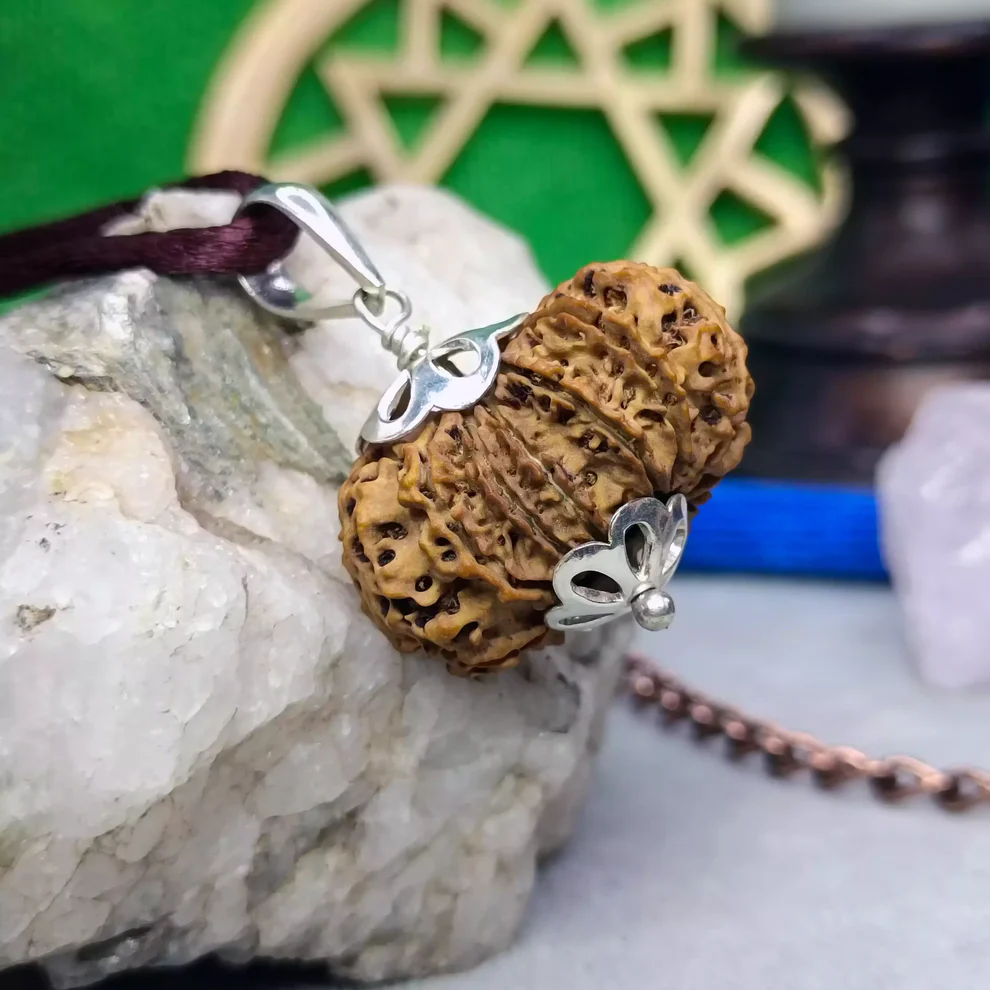 13 Faced Rudraksha - Nepal
