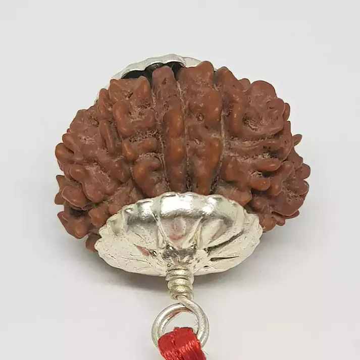 3 Faced Rudraksha - Nepal