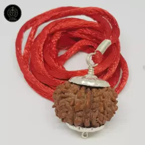 15 Faced Rudraksha - Nepali