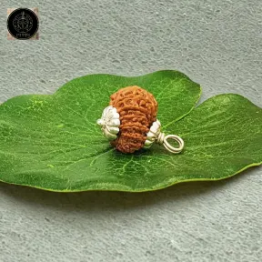 16 Faced Rudraksha – Nepali