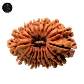 19 Faced Rudraksha – Nepali