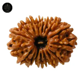 17 Faced Rudraksha – Nepali